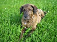 D 25.6.04.5 sehr schön.jpg