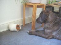 13.2.03.3 mit Schweinchen.jpg