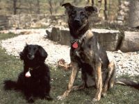 suti2 aufgebessert besser.jpg