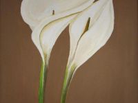 weißbraune Calla