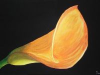 orange Calla