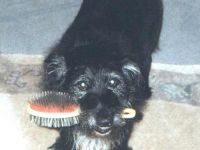 CookieBuerste2 letztes BildJuni01.JPG