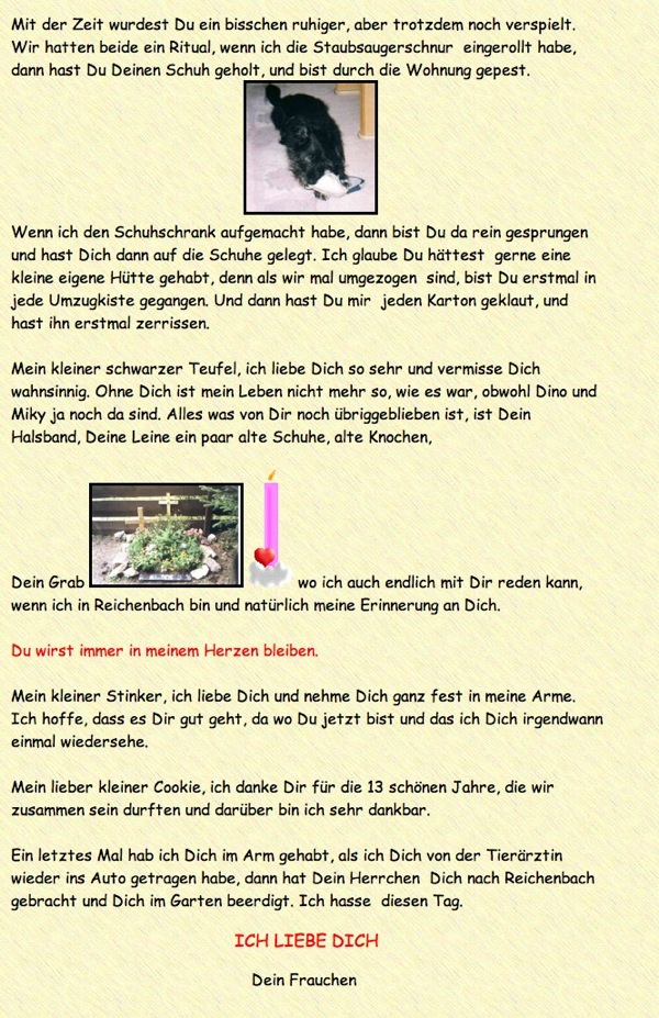 Dino der Hund draußen auf einer Wiese fotografiert