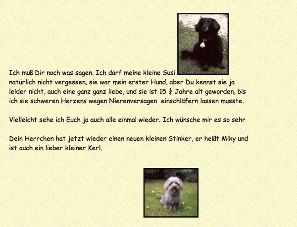 Dino der Hund draußen auf einer Wiese fotografiert