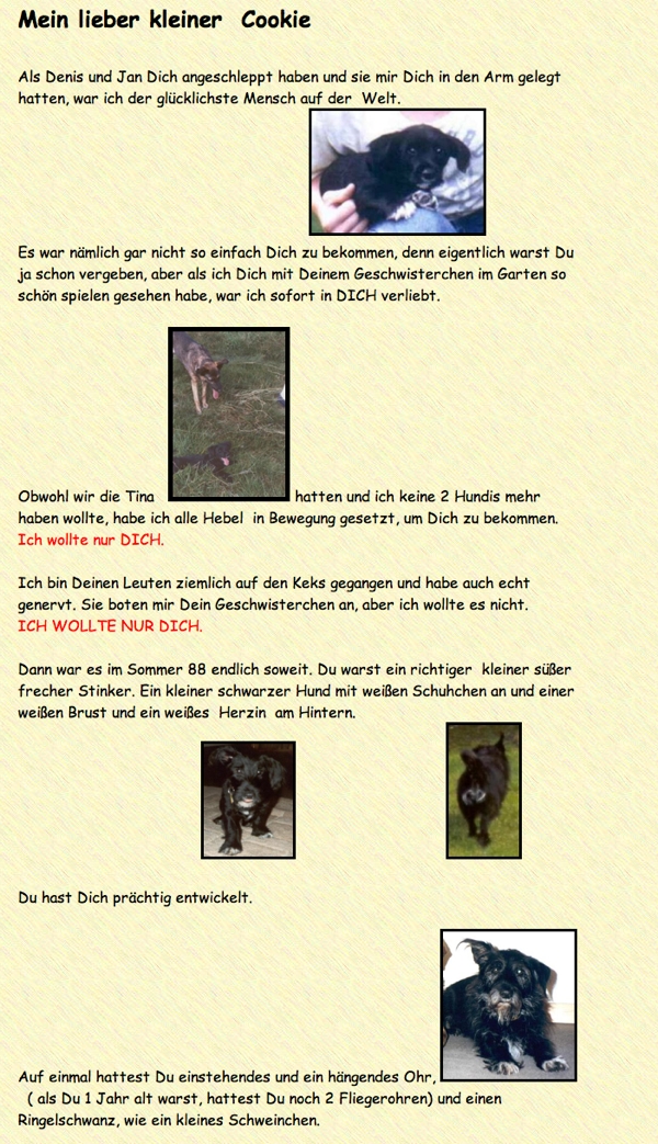 Dino der Hund draußen auf einer Wiese fotografiert