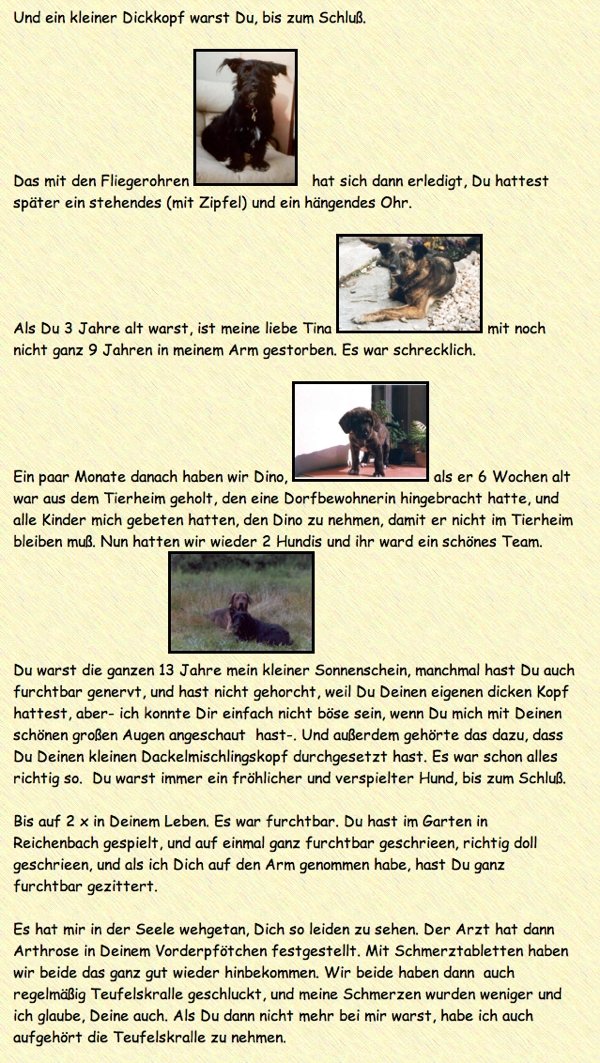 Dino der Hund draußen auf einer Wiese fotografiert