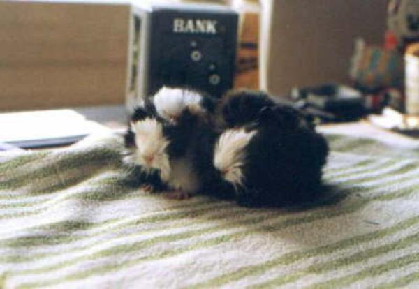 Zauberkunst aus Berlin Zauberkunst aus Berlin