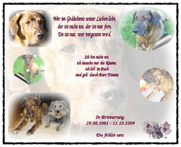 Dino Dino der Hund draußen auf einer Wiese fotografiert