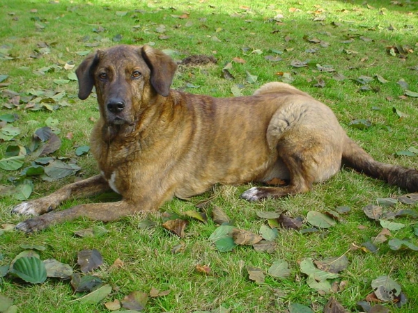 Dino Dino der Hund draußen auf einer Wiese fotografiert