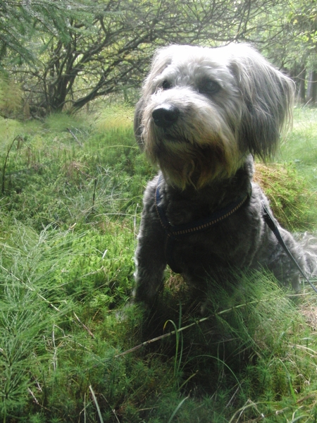 Miky der Hund draußen im Wald fotografiert