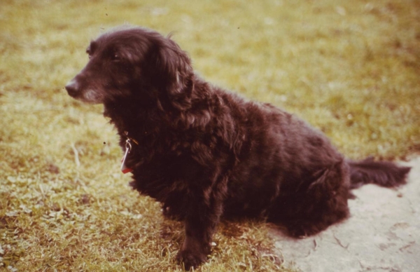 Susi der Hund draußen auf einer Wiese fotografiert