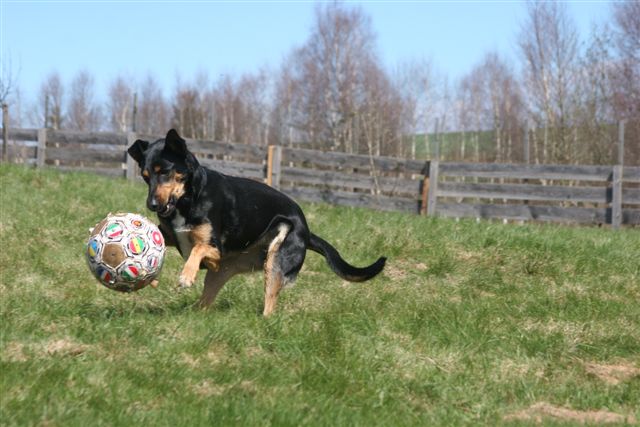 Miky der Hund draußen im Wald fotografiert
