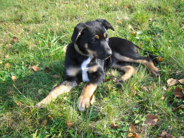 Miky der Hund draußen im Wald fotografiert