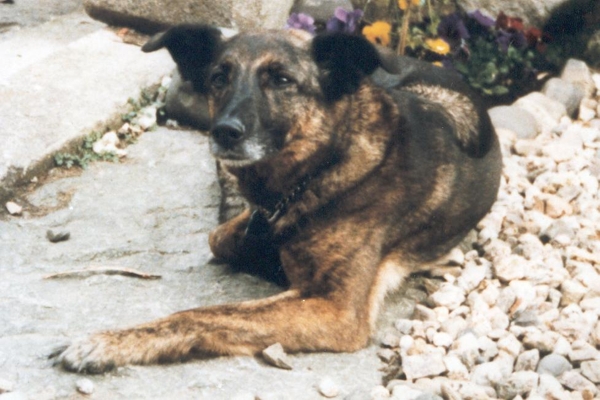 Tina der Hund draußen fotografiert in schwarz und weiß